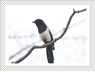 City bird, Magpie